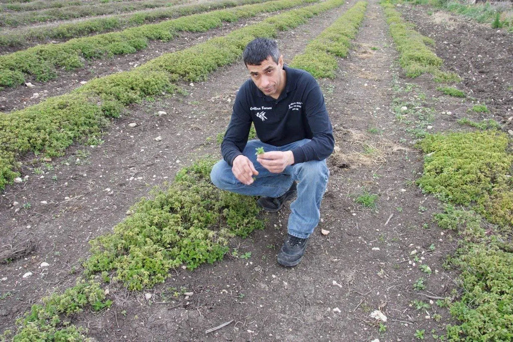 Oregano Bunch Gallina Farms