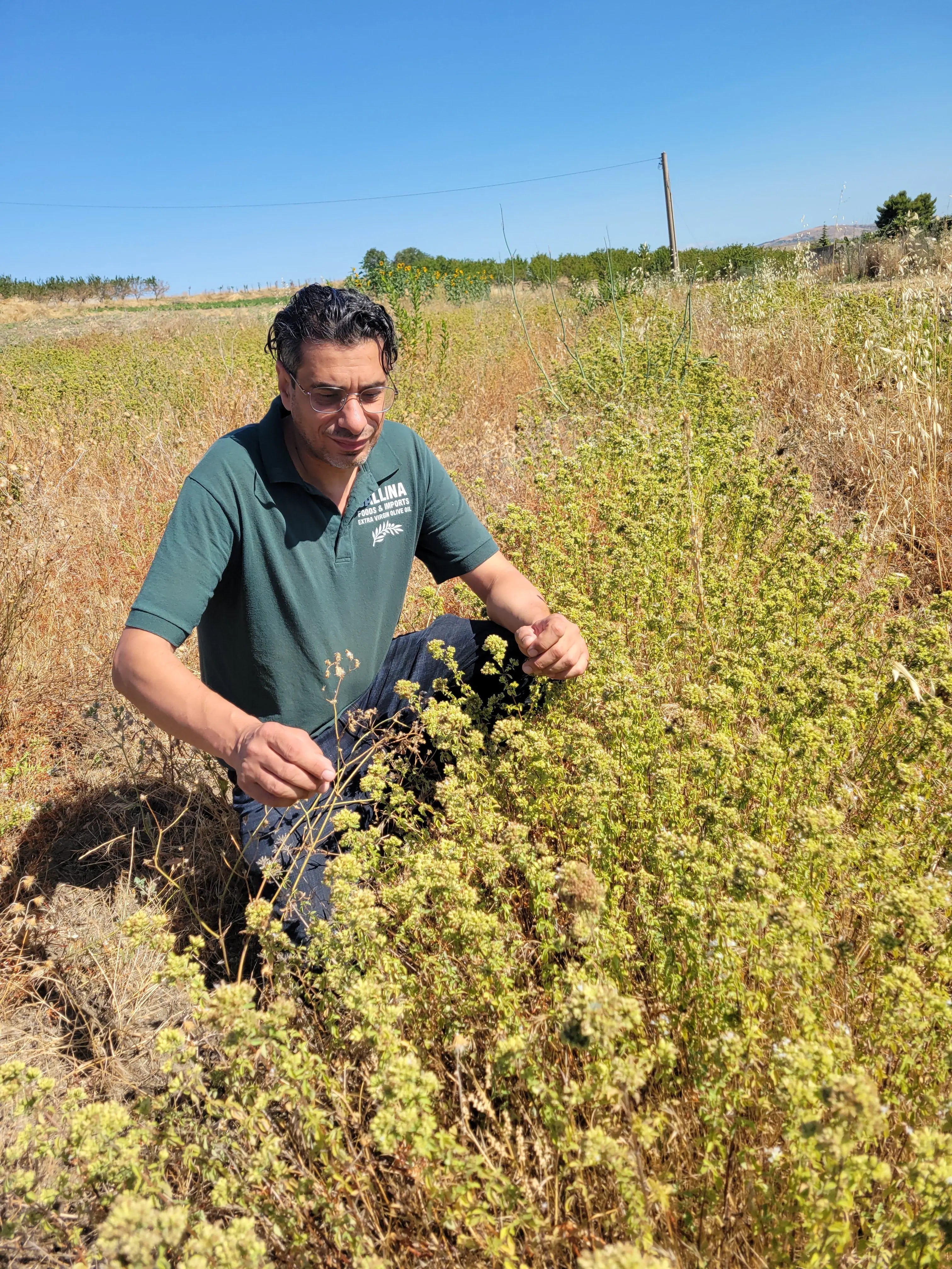 Oregano Bunch Gallina Farms