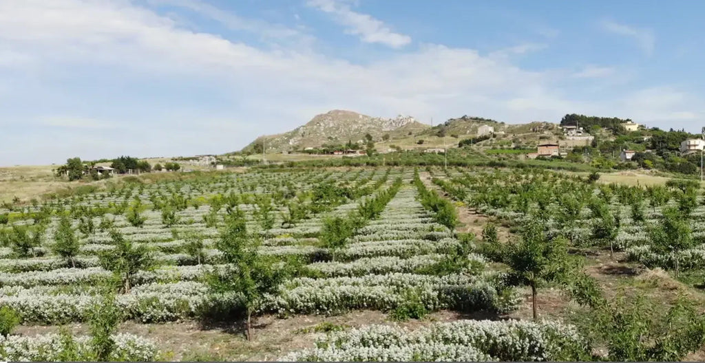 Oregano Bunch Gallina Farms